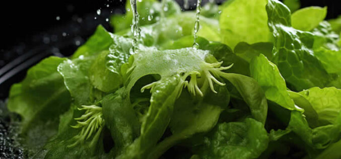 Hydroponic Garden – An Illustration of How to Backyard Paradise