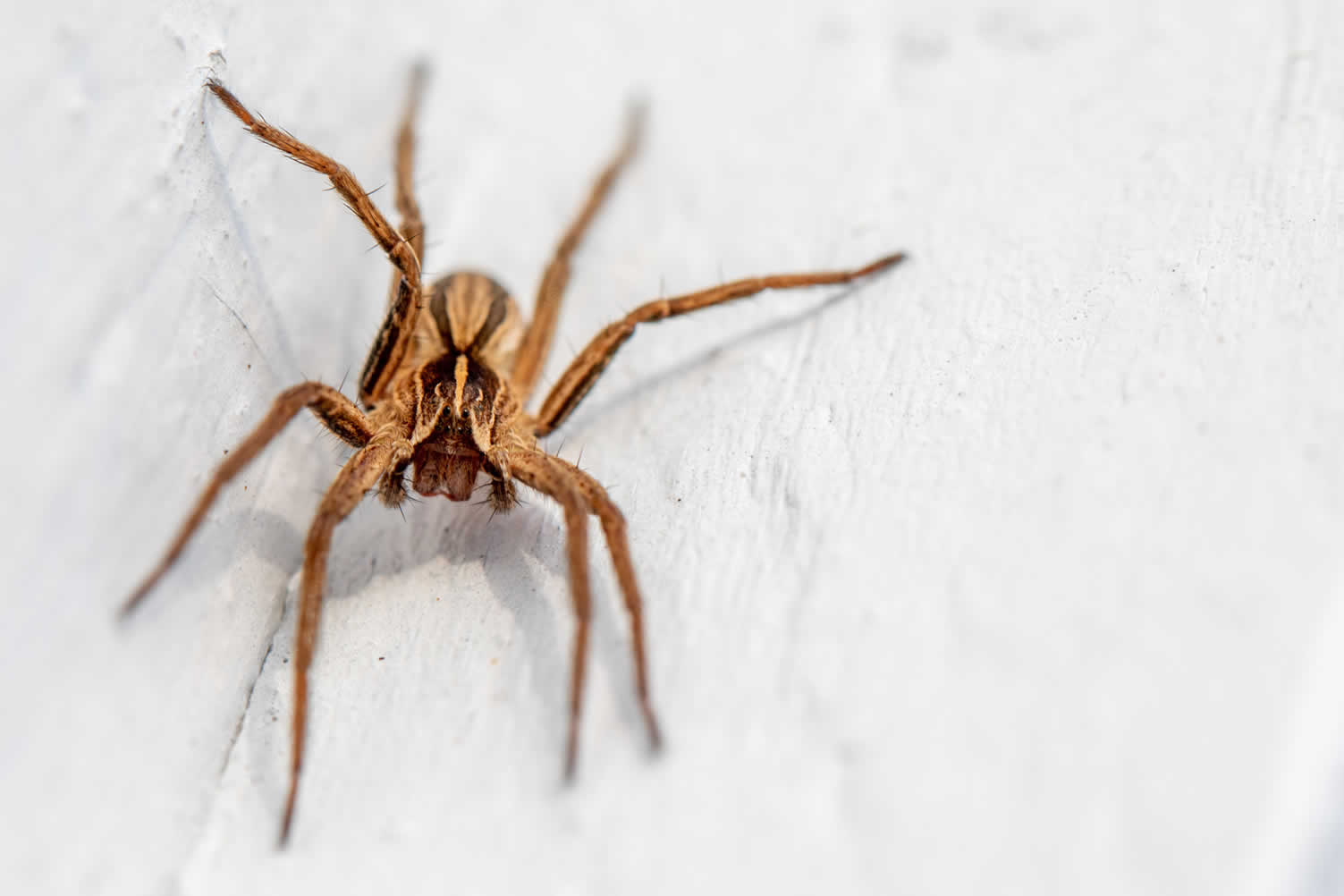 house spiders 101