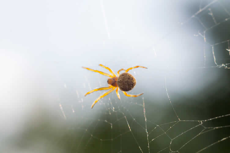 house spiders 101