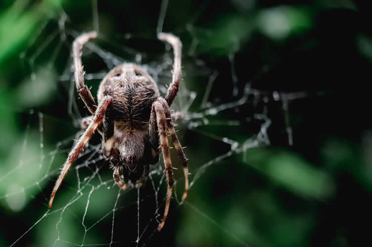 house spiders 101