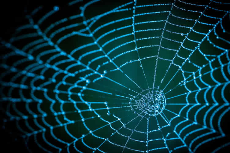 house spiders 101