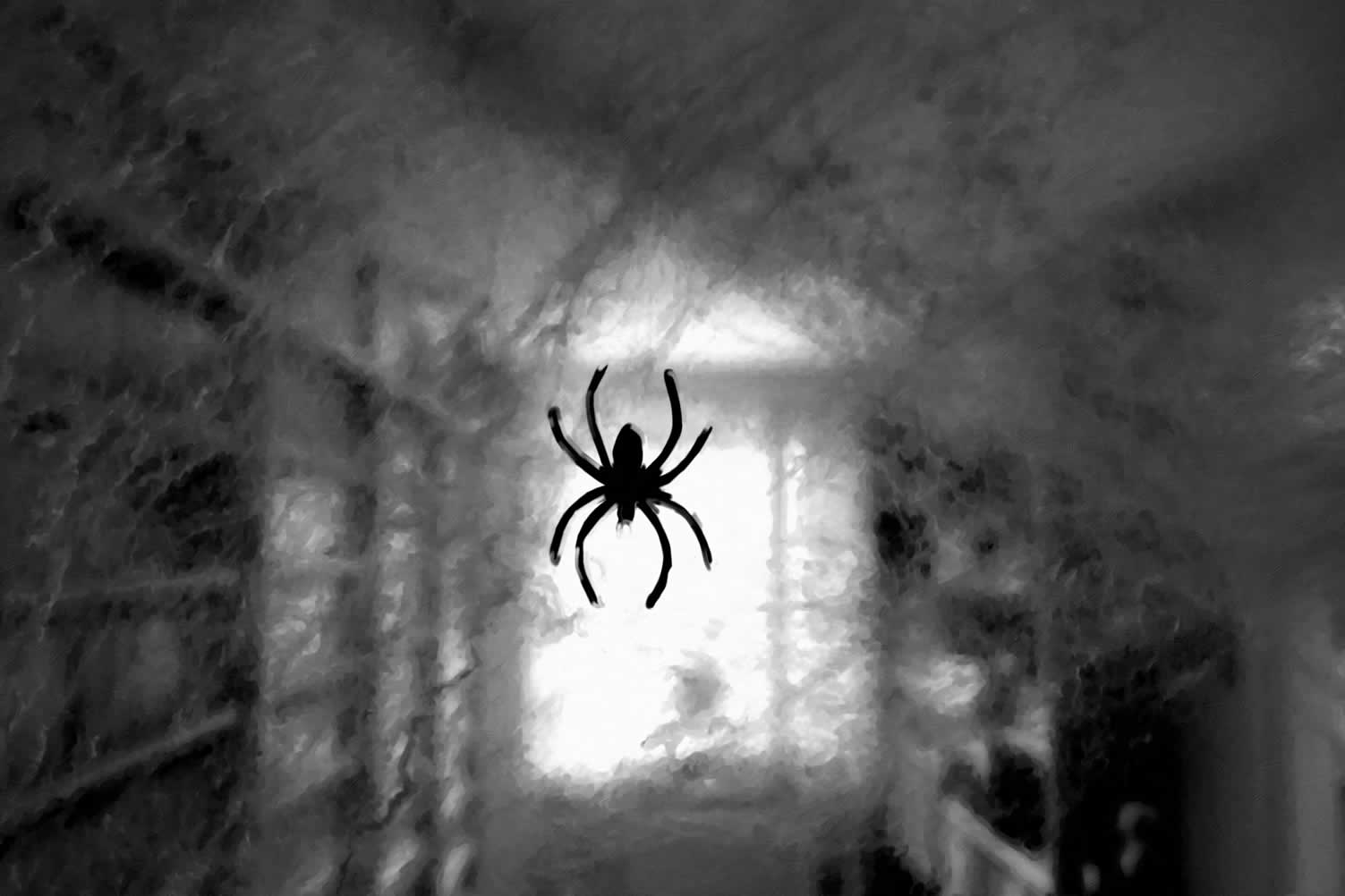 house spiders 101