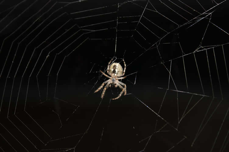 house spiders 101