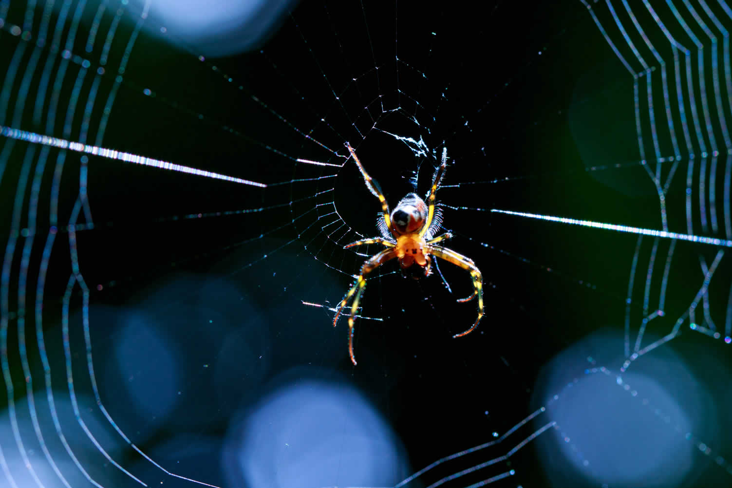 house spiders 101
