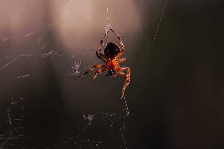 house spiders 101
