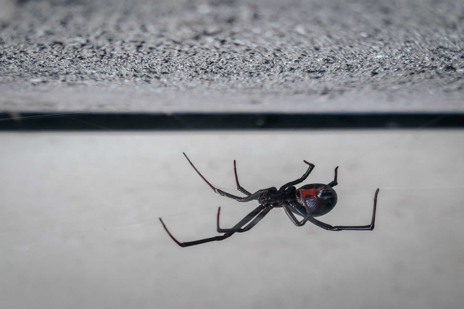 house spiders 101