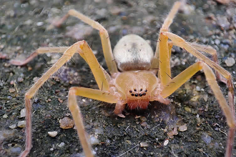 house spiders 101