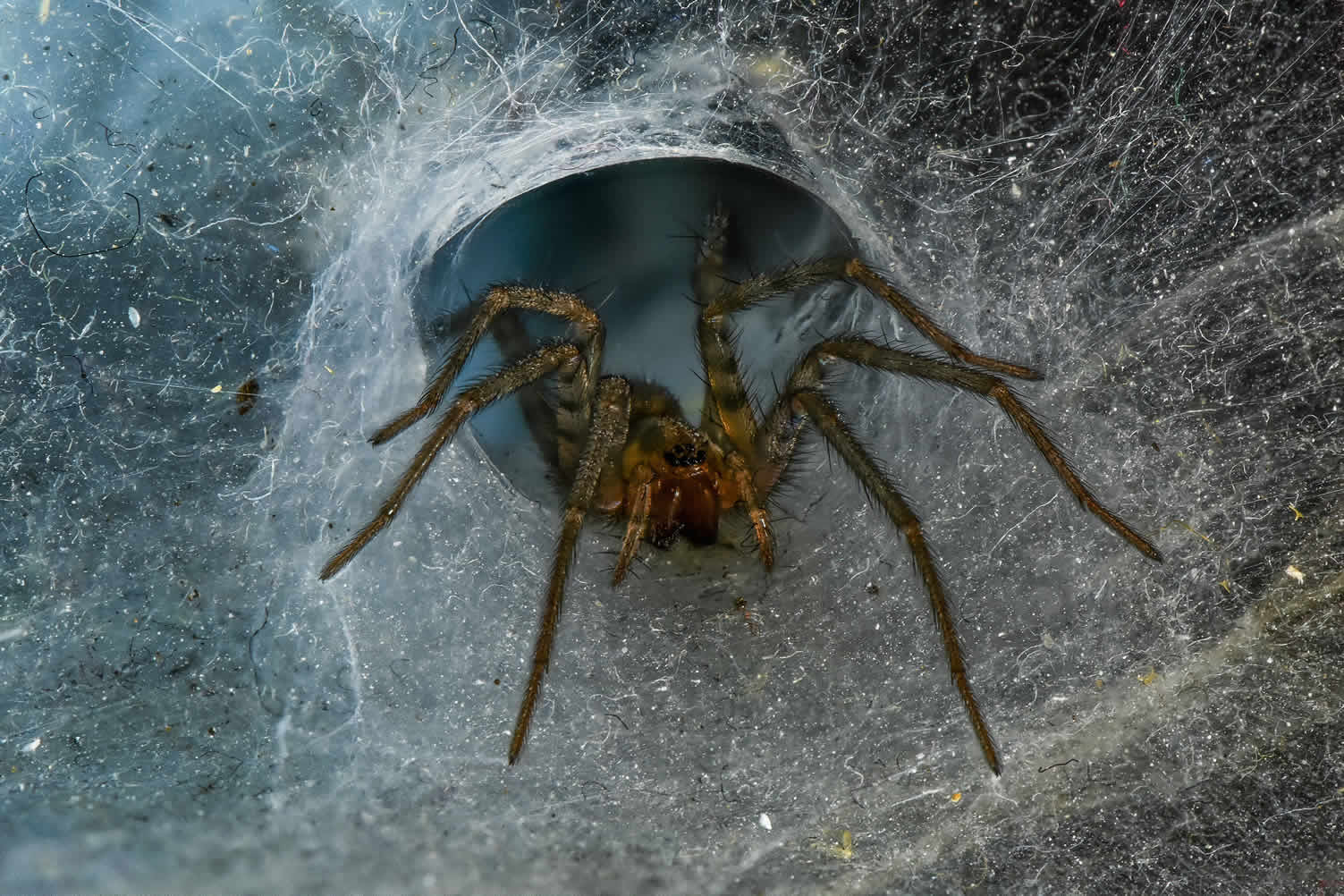 house spiders 101