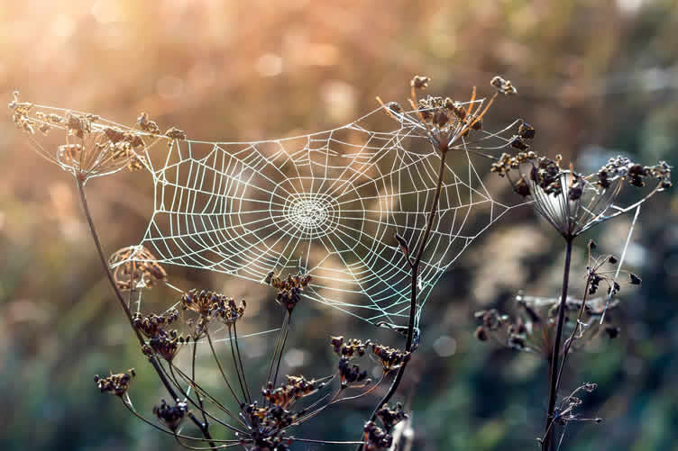 house spiders 101