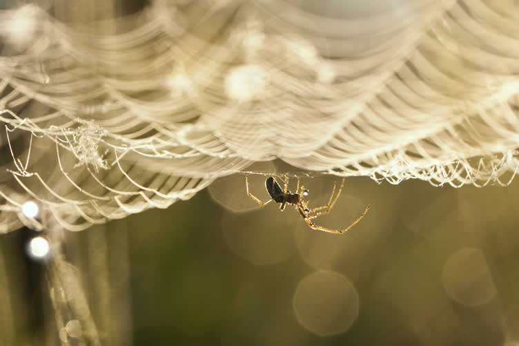 house spiders 101