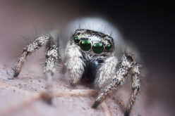 House Spiders 101: How to Identify, Remove, and Prevent Them