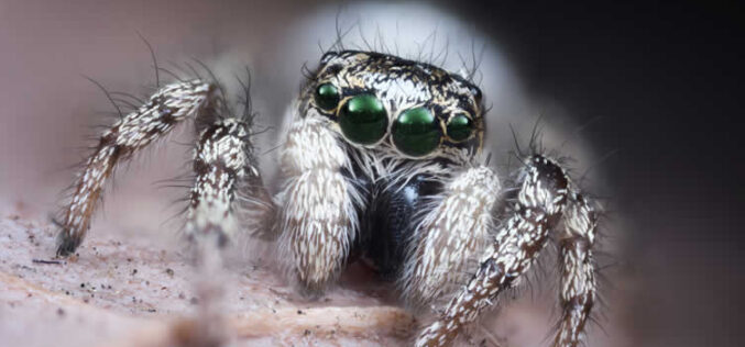House Spiders 101: How to Identify, Remove, and Prevent Them
