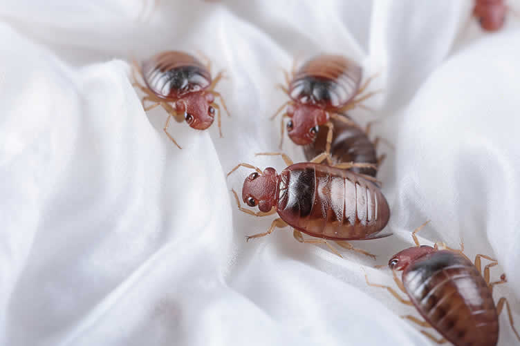 home pest invasion