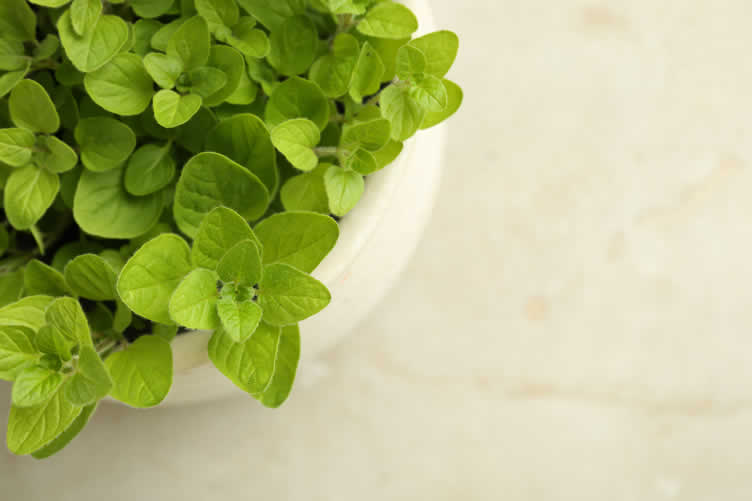 knowing your herbs and spices