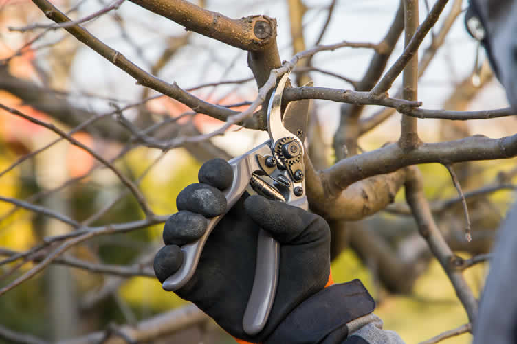 tree care
