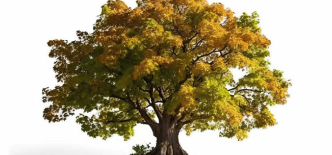 5 Tree Care Investments That Pay for Themselves Within a Year