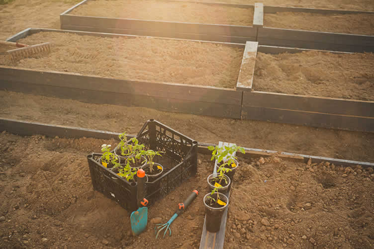 vegetable gardening