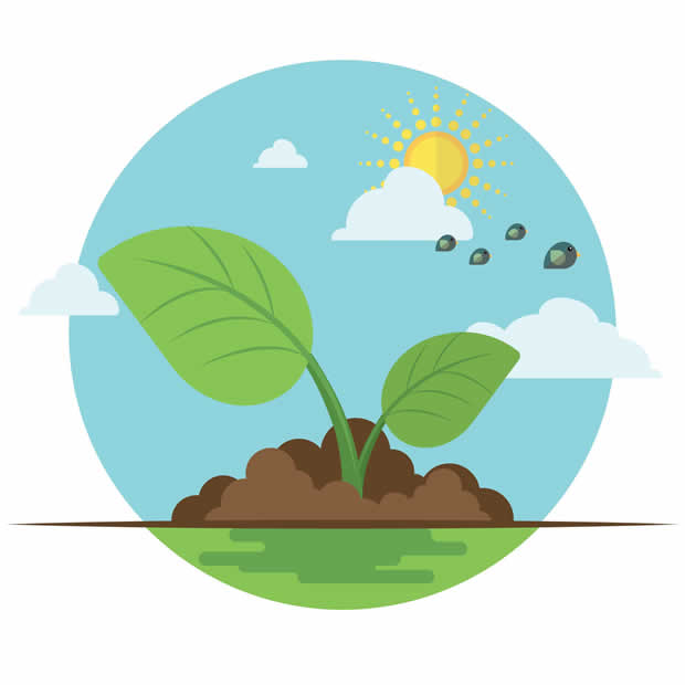vegetable gardening