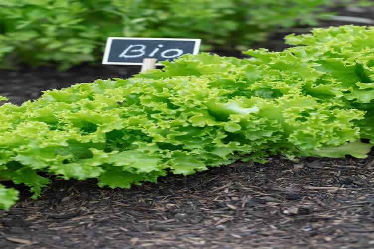 vegetable gardening
