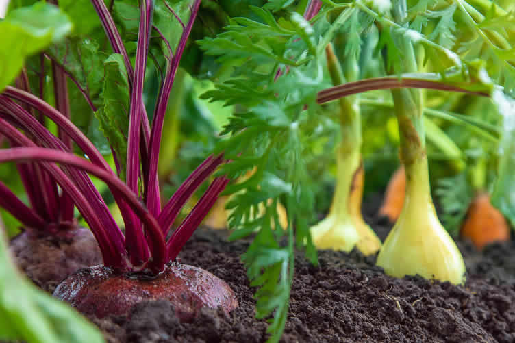 vegetable gardening