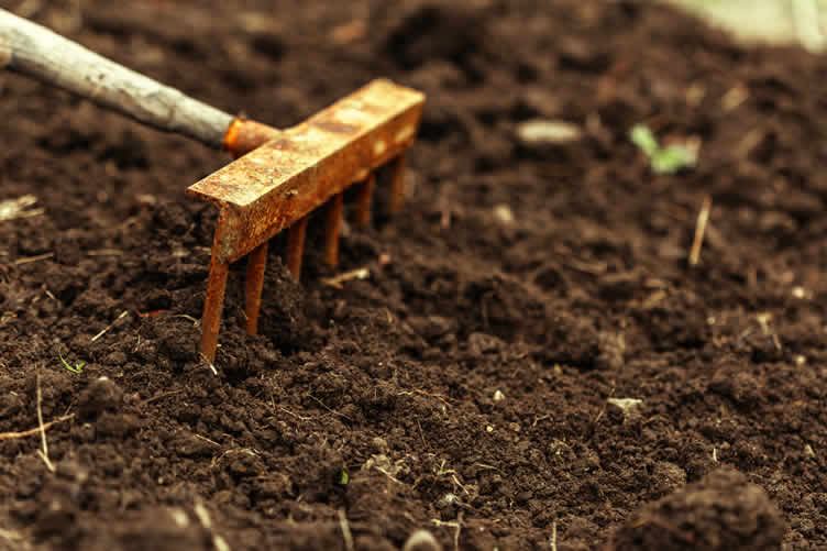 vegetable gardening
