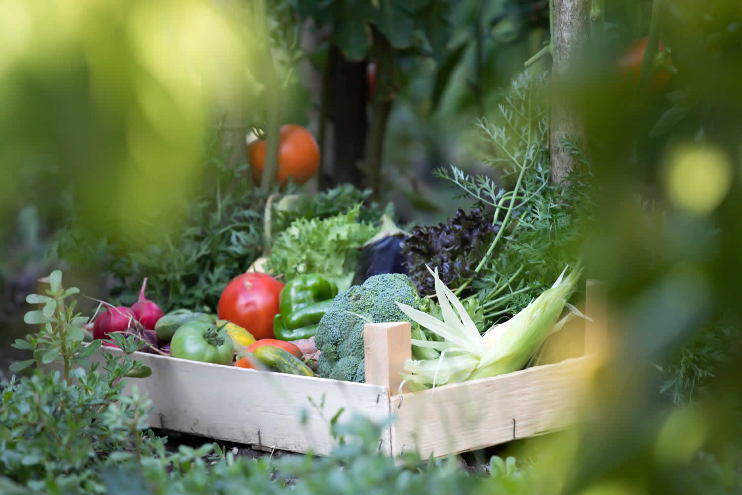 vegetable gardening