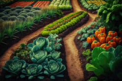 Spring is Almost Here! It’s Time to Grow Your Own Vegetables