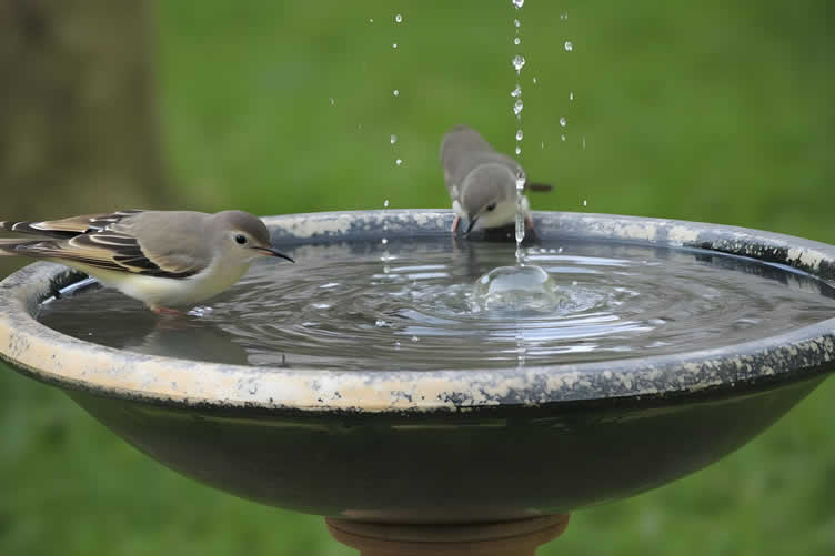creating a bird paradise