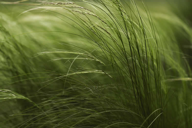 ornamental grasses in landscape design