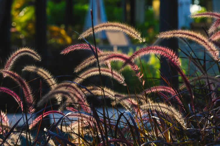 ornamental grasses in landscape design