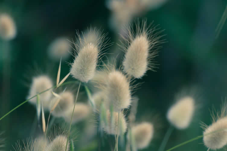 ornamental grasses in landscape design