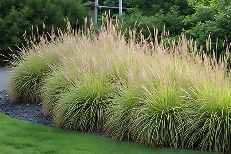 ornamental grasses in landscape design