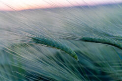 Enhancing Outdoor Spaces with Ornamental Grasses in Landscape Design