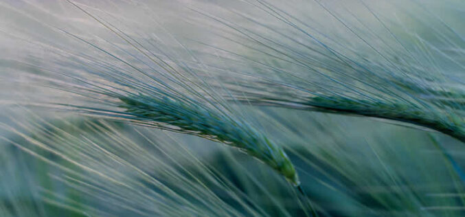 Enhancing Outdoor Spaces with Ornamental Grasses in Landscape Design