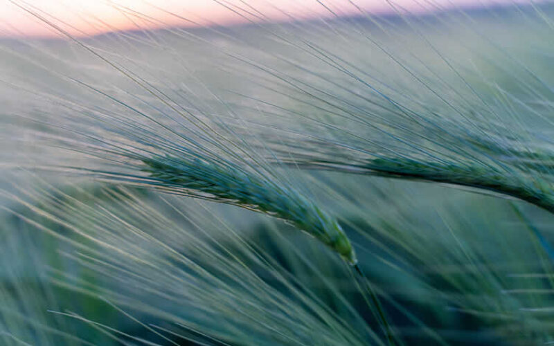 Ornamental Grasses