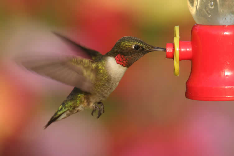 world of hummingbirds