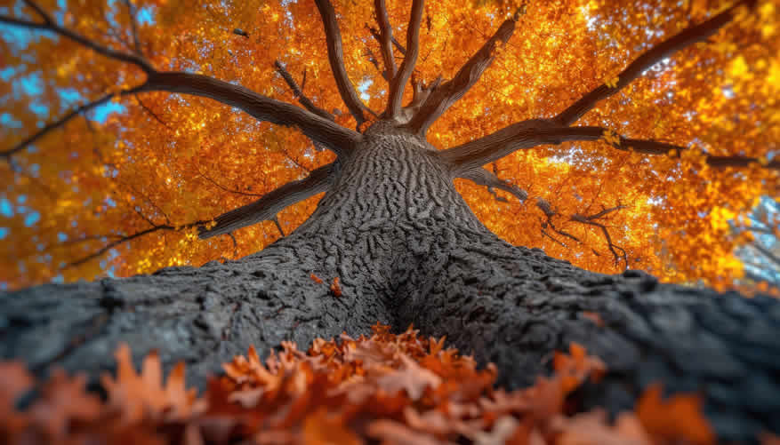 fall foliage guide