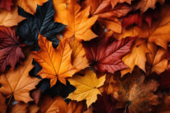 Fall Foliage: Your Complete Guide to Autumn’s Natural Spectacle
