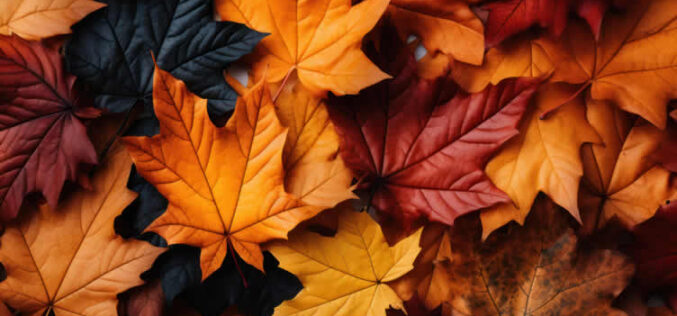 Fall Foliage: Your Complete Guide to Autumn’s Natural Spectacle
