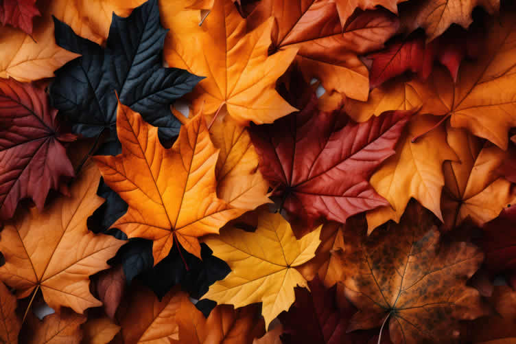 Let Look For Fall Fall Foliage: Your Complete Guide to Autumn’s Natural Spectacle | Photo ...