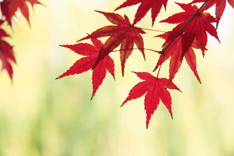 fall cleanup challenges