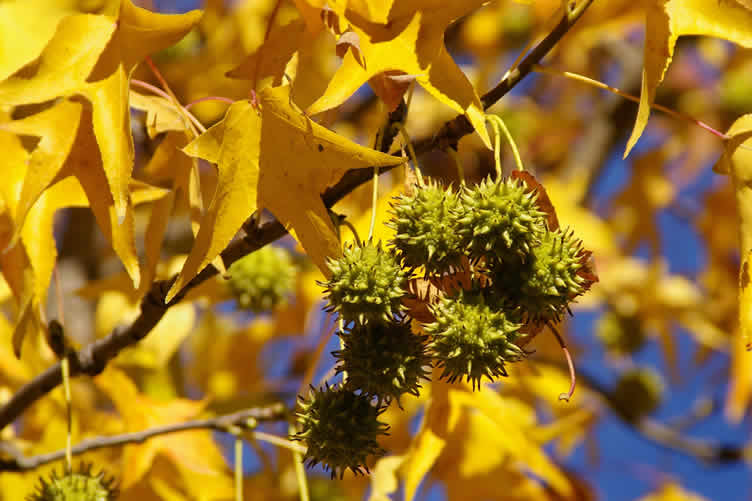 fall cleanup challenges