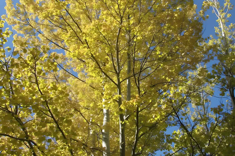 fall cleanup challenges
