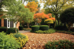 The Messiest Trees: Why Some Species Turn Fall Cleanup Into a Major Chore