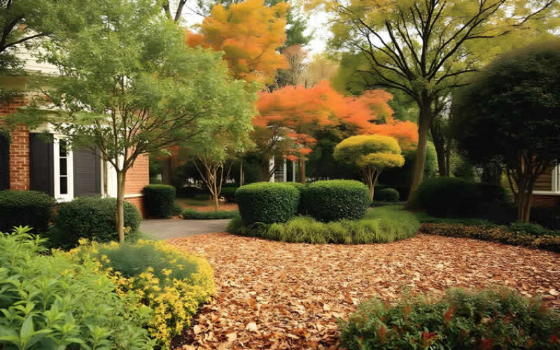 The Messiest Trees: Why Some Species Turn Fall Cleanup Into a Major Chore