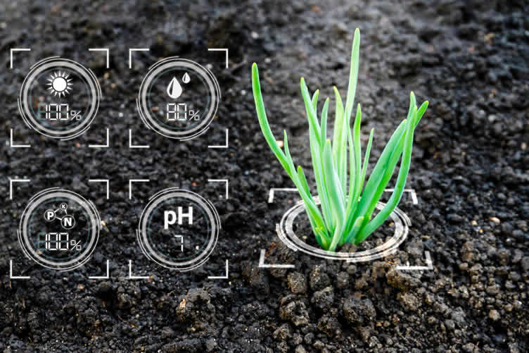 mycorrhizal network
