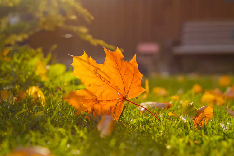fall yard cleanup
