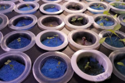 Why Use Hydroponic Gardening for Cooking