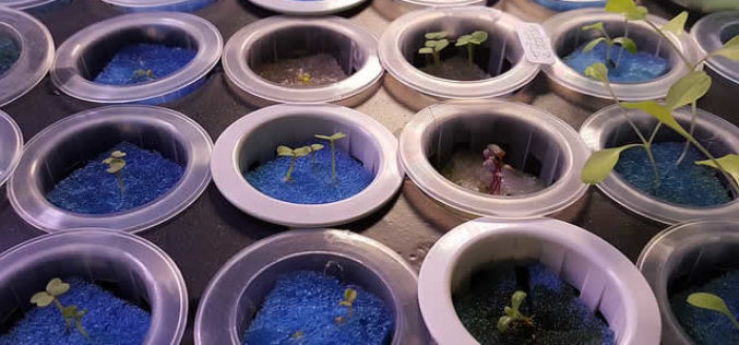 Why Use Hydroponic Gardening for Cooking