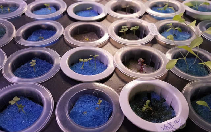 Why Use Hydroponic Gardening for Cooking